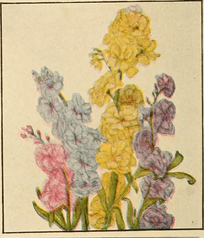An illustration from The home garden, 1917, leaf 67