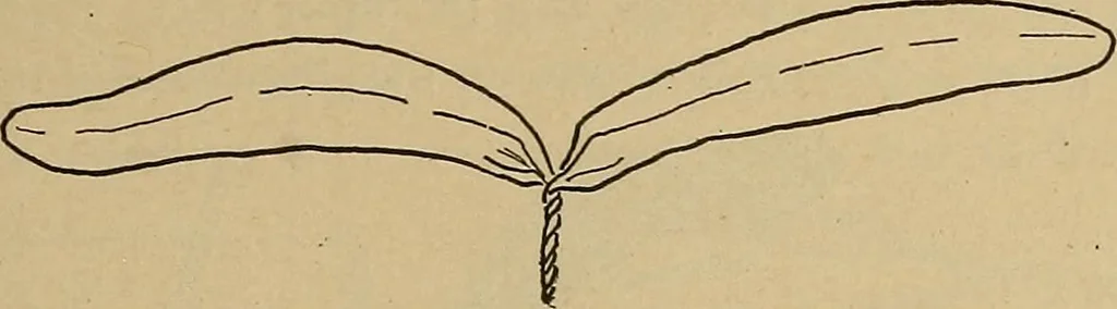An illustration from Home mission handicraft; ideas for work and play in mission bands and junior societies, 1908, leaf 76