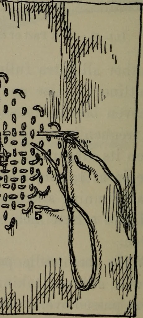 An illustration from Home and school sewing, 1901, leaf 107