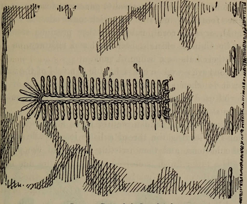 An illustration from Home and school sewing, 1901, leaf 130