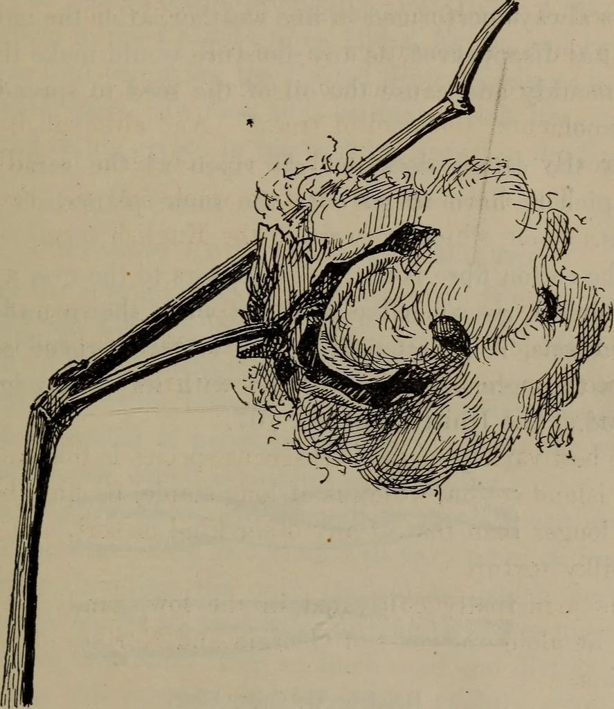 An illustration from Home and school sewing, 1901, leaf 166