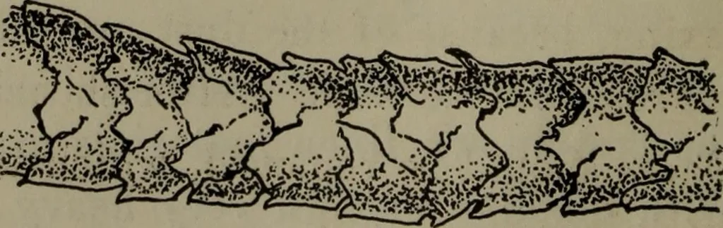 An illustration from Home and school sewing, 1901, leaf 173