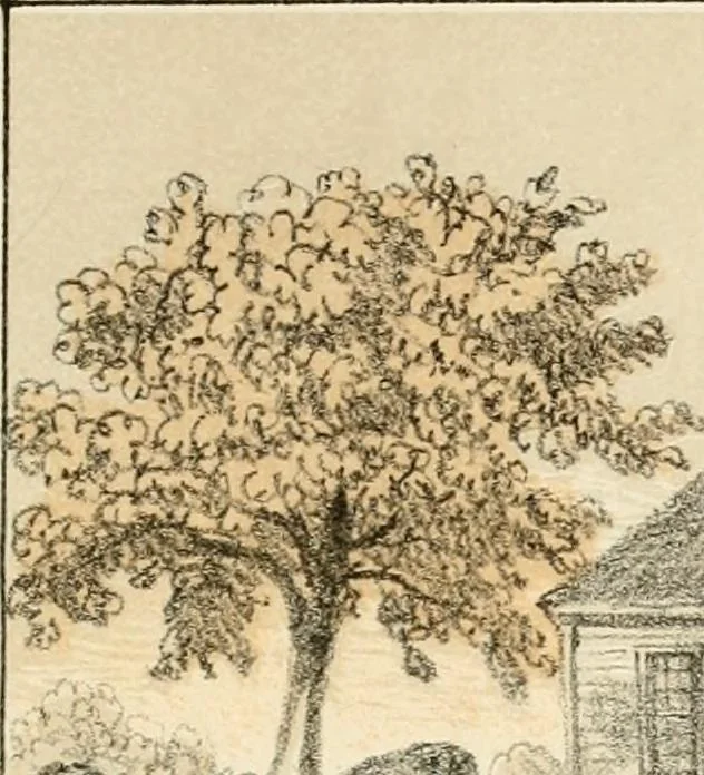 An illustration from The homes of our forefathers. Being a selection of the oldest and most interesting buildings, historical houses, and noted places in Massachusetts. From original drawings made on the spot by Edwin Whitefield, 1880, leaf 76
