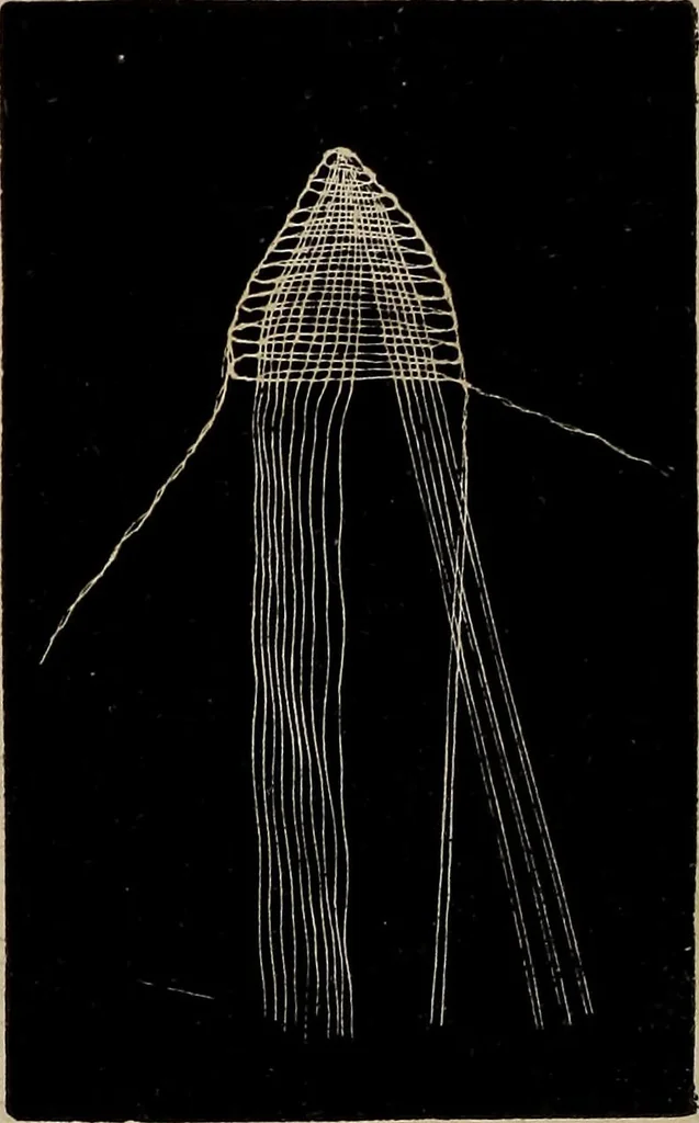 An illustration from The Honiton lace book, 1875, leaf 13