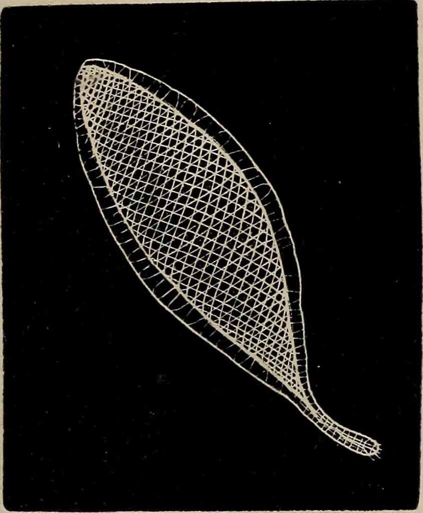 An illustration from The Honiton lace book, 1875, leaf 20