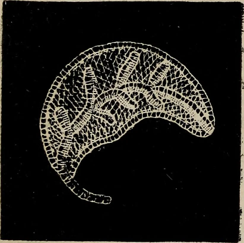 An illustration from The Honiton lace book, 1875, leaf 52
