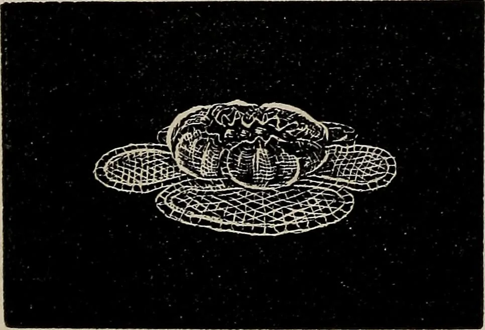 An illustration from The Honiton lace book, 1875, leaf 74