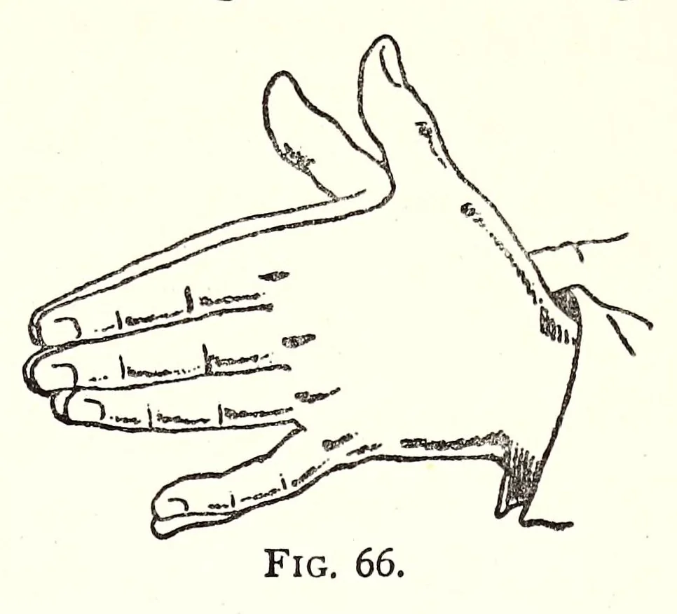 An illustration from Horns of honour, and other studies in the by-ways of archaeology, 1900, leaf 169