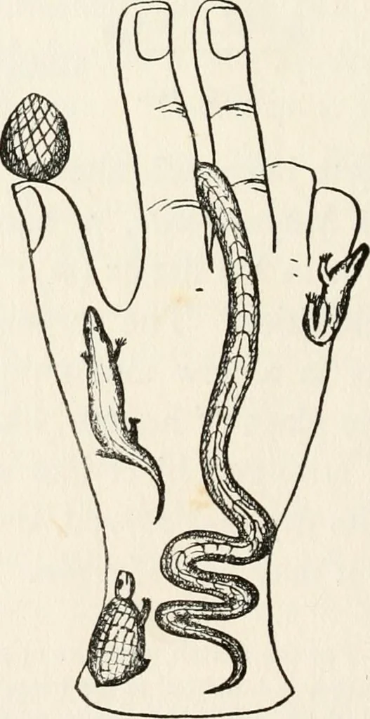 An illustration from Horns of honour : and other studies in the by-ways of archaeology, 1900, leaf 277