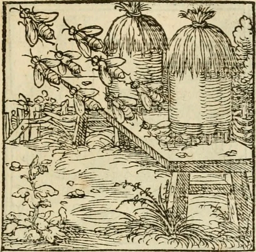 An illustration from Horou Apollonos neiloou Hieroglyphika = Ori Apollinis niliaci, De sacris notis & sculpturis libri duo, 1551, leaf 110