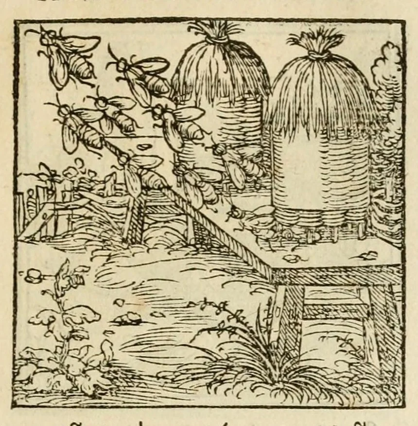 An illustration from Horou Apollonos neiloou Hieroglyphika = Ori Apollinis niliaci, De sacris notis & sculpturis libri duo, 1551, leaf 111