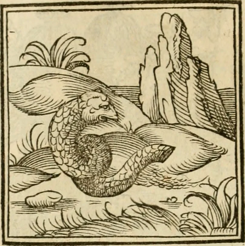 An illustration from Horou Apollonos neiloou Hieroglyphika = Ori Apollinis niliaci, De sacris notis & sculpturis libri duo, 1551, leaf 111