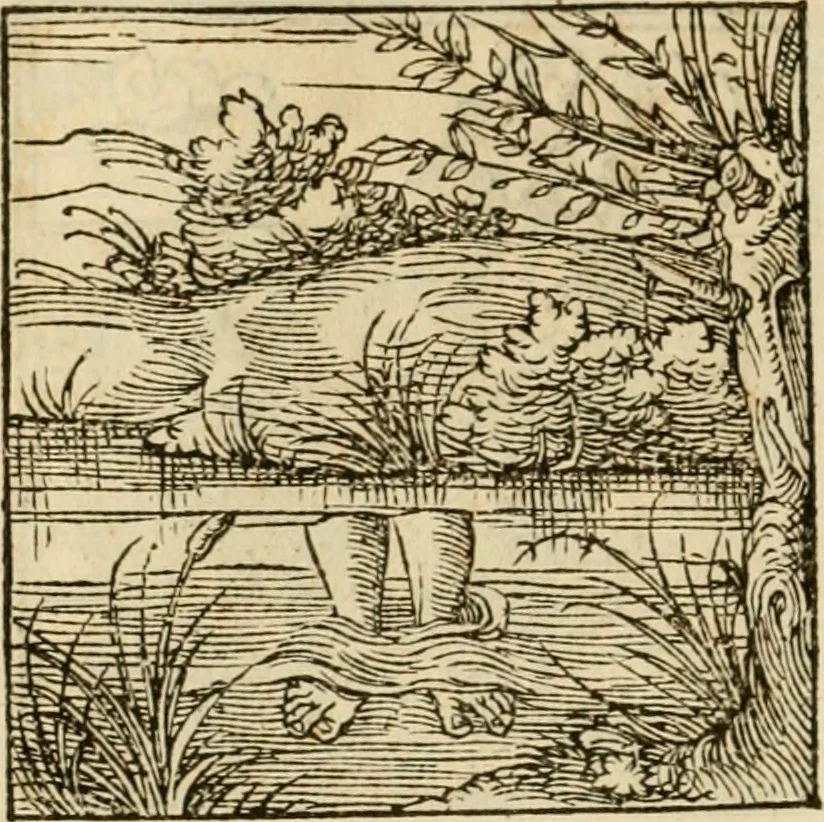 An illustration from Horou Apollonos neiloou Hieroglyphika = Ori Apollinis niliaci, De sacris notis & sculpturis libri duo, 1551, leaf 113