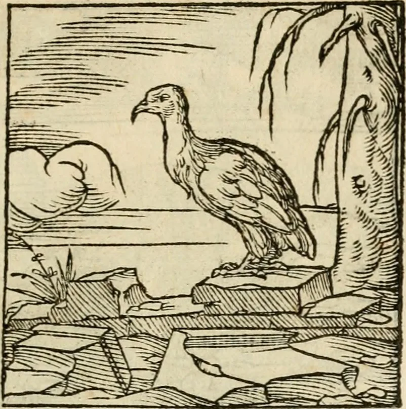 An illustration from Horou Apollonos neiloou Hieroglyphika = Ori Apollinis niliaci, De sacris notis & sculpturis libri duo, 1551, leaf 122