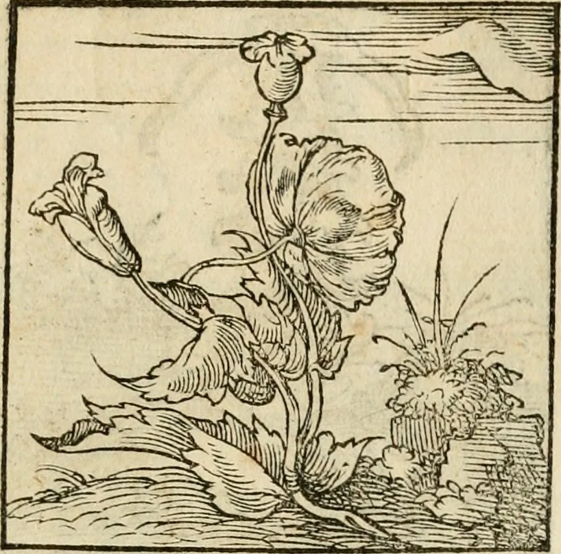 An illustration from Horou Apollonos neiloou Hieroglyphika = Ori Apollinis niliaci, De sacris notis & sculpturis libri duo, 1551, leaf 128