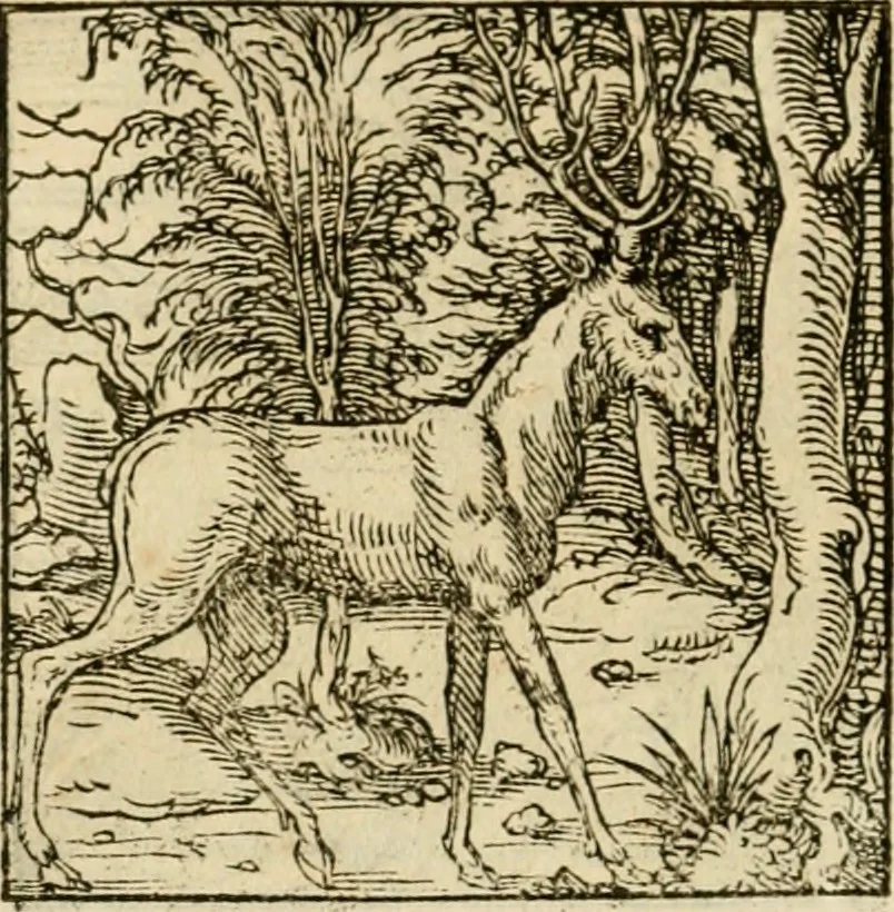 An illustration from Horou Apollonos neiloou Hieroglyphika = Ori Apollinis niliaci, De sacris notis & sculpturis libri duo, 1551, leaf 141