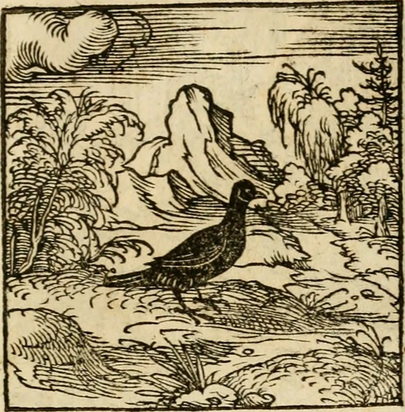 An illustration from Horou Apollonos neiloou Hieroglyphika = Ori Apollinis niliaci, De sacris notis & sculpturis libri duo, 1551, leaf 152