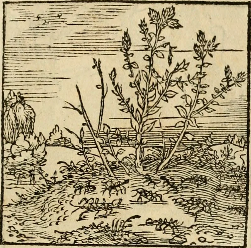An illustration from Horou Apollonos neiloou Hieroglyphika = Ori Apollinis niliaci, De sacris notis & sculpturis libri duo, 1551, leaf 154