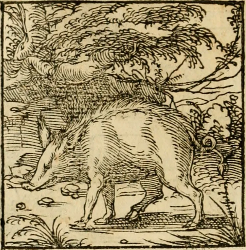 An illustration from Horou Apollonos neiloou Hieroglyphika = Ori Apollinis niliaci, De sacris notis & sculpturis libri duo, 1551, leaf 157