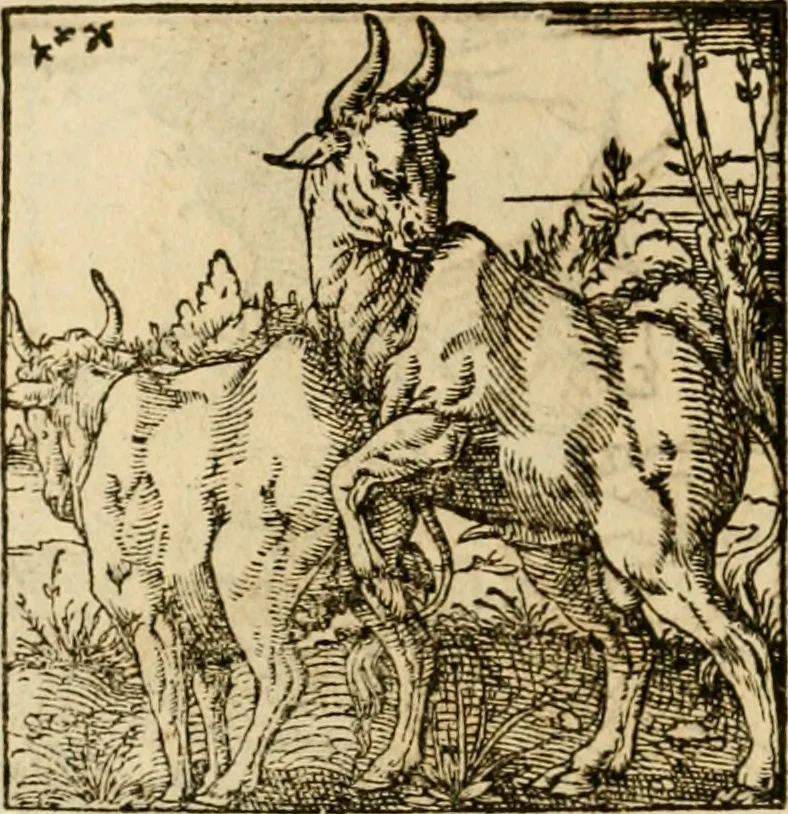 An illustration from Horou Apollonos neiloou Hieroglyphika = Ori Apollinis niliaci, De sacris notis & sculpturis libri duo, 1551, leaf 163