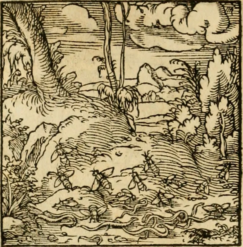 An illustration from Horou Apollonos neiloou Hieroglyphika = Ori Apollinis niliaci, De sacris notis & sculpturis libri duo, 1551, leaf 167