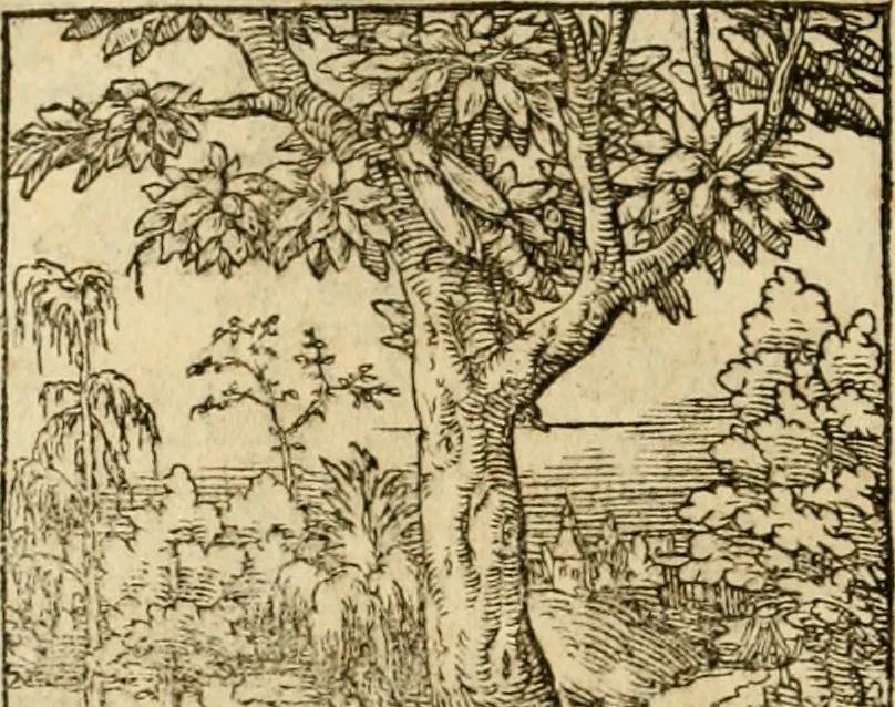 An illustration from Horou Apollonos neiloou Hieroglyphika = Ori Apollinis niliaci, De sacris notis & sculpturis libri duo, 1551, leaf 175