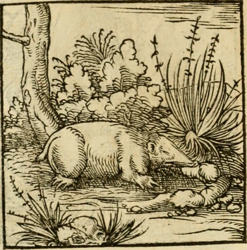 An illustration from Horou Apollonos neiloou Hieroglyphika = Ori Apollinis niliaci, De sacris notis & sculpturis libri duo, 1551, leaf 183