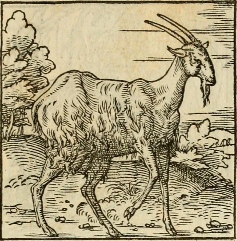 An illustration from Horou Apollonos neiloou Hieroglyphika = Ori Apollinis niliaci, De sacris notis & sculpturis libri duo, 1551, leaf 188