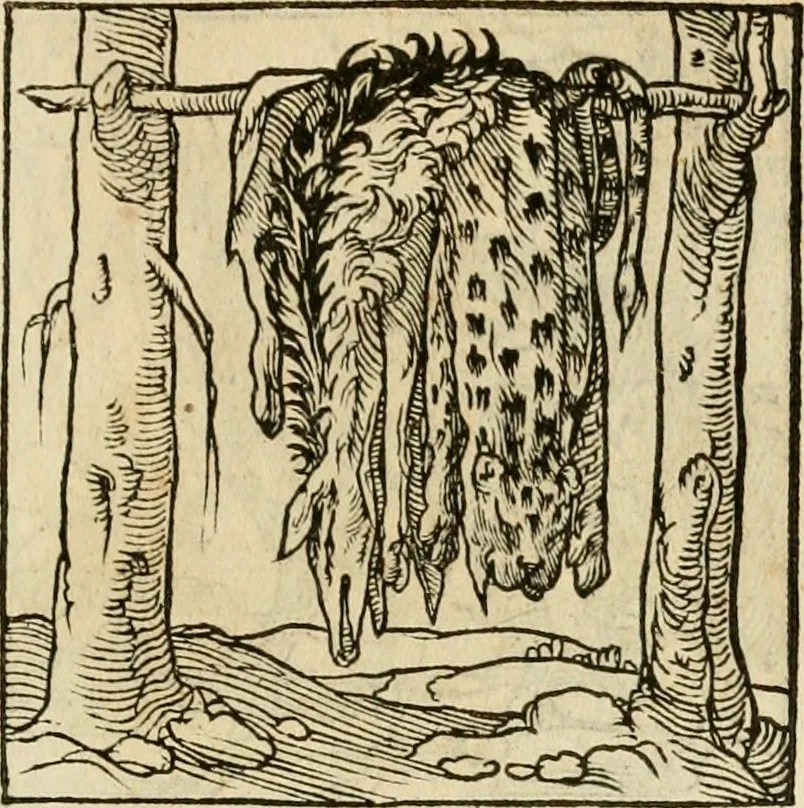 An illustration from Horou Apollonos neiloou Hieroglyphika = Ori Apollinis niliaci, De sacris notis & sculpturis libri duo, 1551, leaf 190