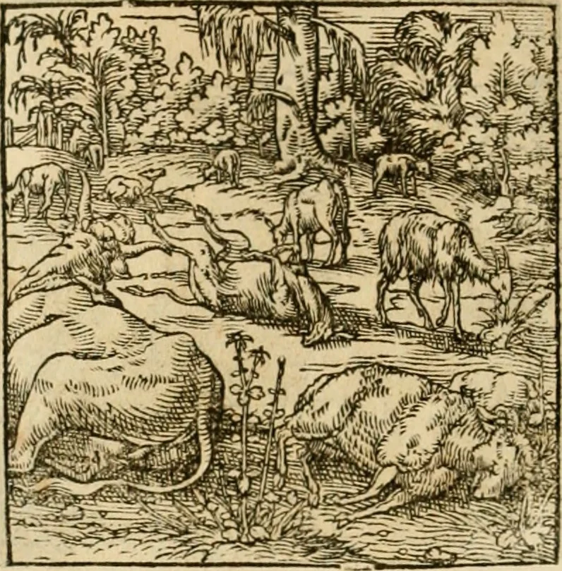 An illustration from Horou Apollonos neiloou Hieroglyphika = Ori Apollinis niliaci, De sacris notis & sculpturis libri duo, 1551, leaf 199