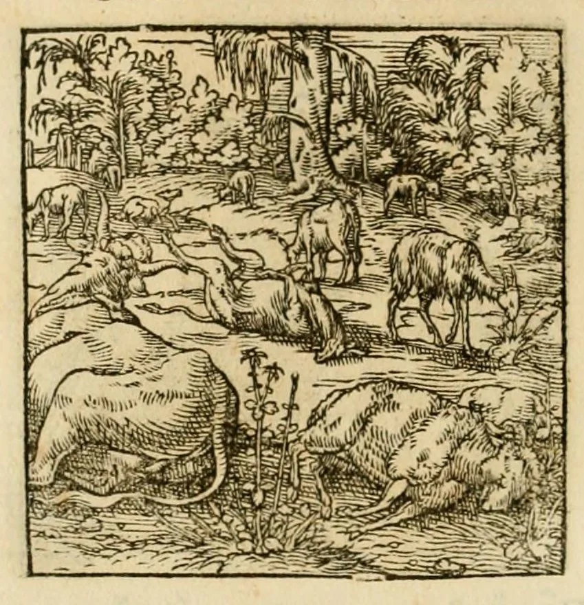An illustration from Horou Apollonos neiloou Hieroglyphika = Ori Apollinis niliaci, De sacris notis & sculpturis libri duo, 1551, leaf 200