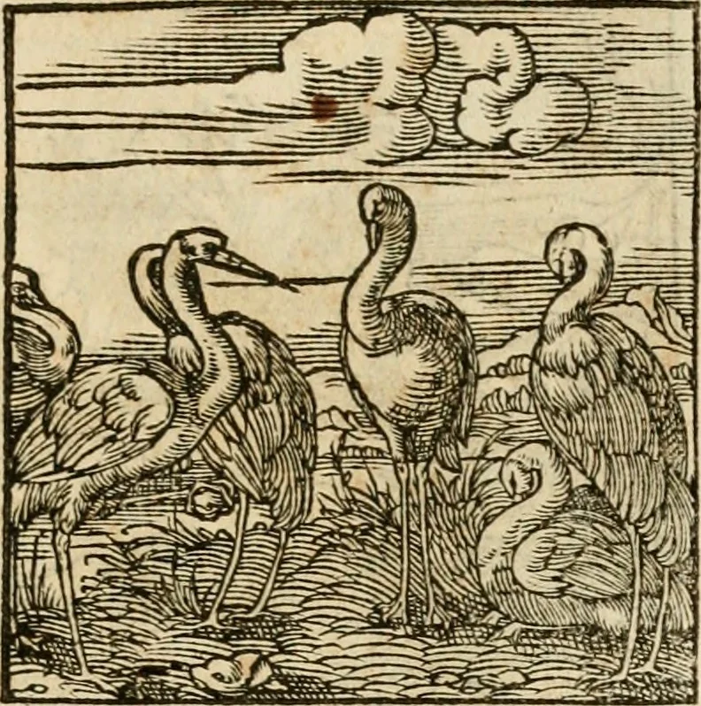 An illustration from Horou Apollonos neiloou Hieroglyphika = Ori Apollinis niliaci, De sacris notis & sculpturis libri duo, 1551, leaf 214