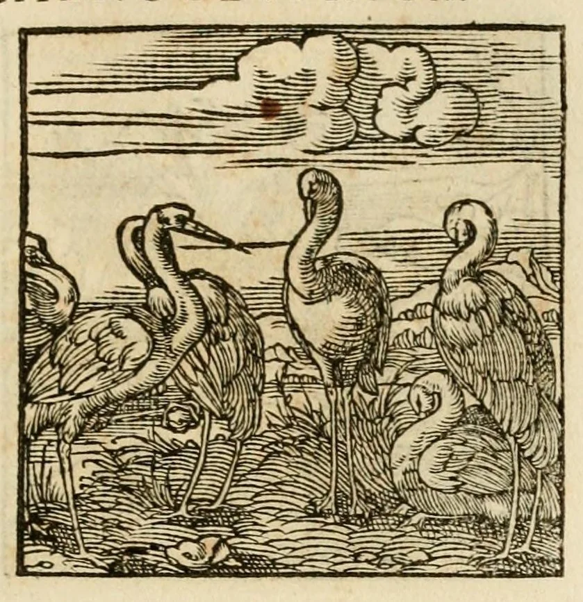 An illustration from Horou Apollonos neiloou Hieroglyphika = Ori Apollinis niliaci, De sacris notis & sculpturis libri duo, 1551, leaf 215