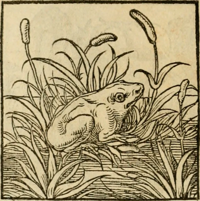 An illustration from Horou Apollonos neiloou Hieroglyphika = Ori Apollinis niliaci, De sacris notis & sculpturis libri duo, 1551, leaf 221