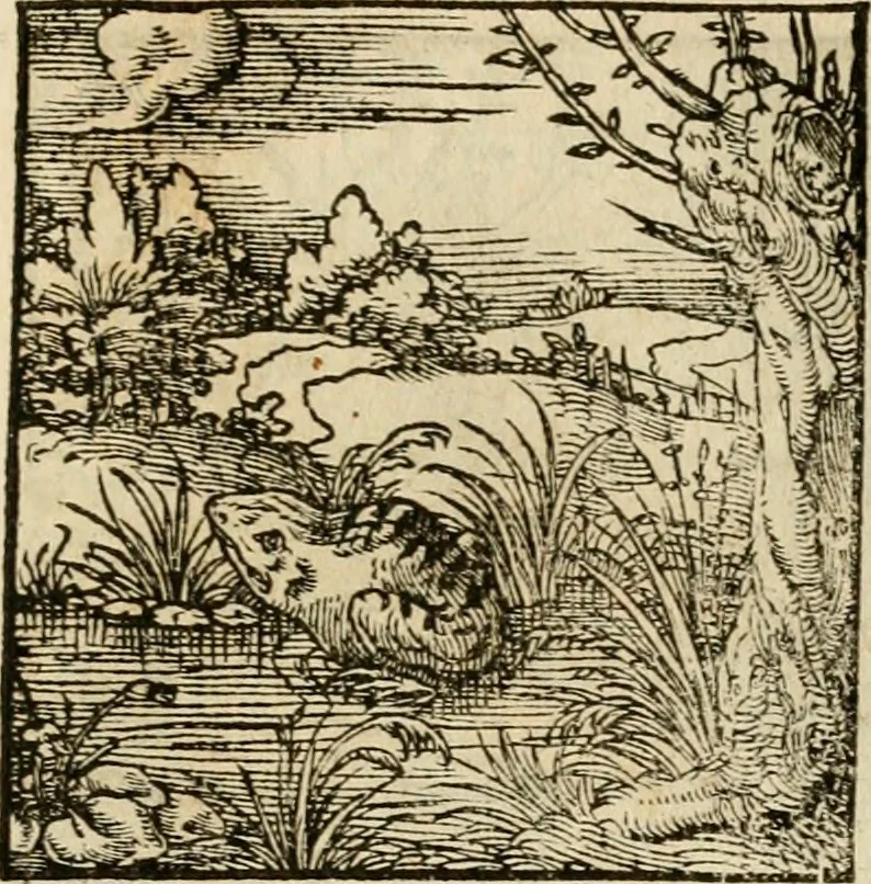 An illustration from Horou Apollonos neiloou Hieroglyphika = Ori Apollinis niliaci, De sacris notis & sculpturis libri duo, 1551, leaf 222