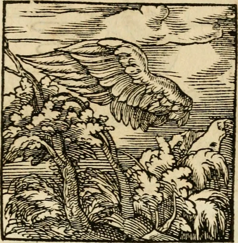 An illustration from Horou Apollonos neiloou Hieroglyphika = Ori Apollinis niliaci, De sacris notis & sculpturis libri duo, 1551, leaf 238