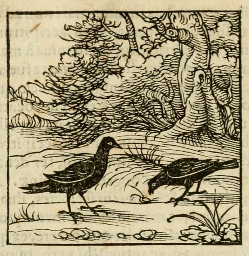 An illustration from Horou Apollonos neiloou Hieroglyphika = Ori Apollinis niliaci, De sacris notis & sculpturis libri duo, 1551, leaf 38