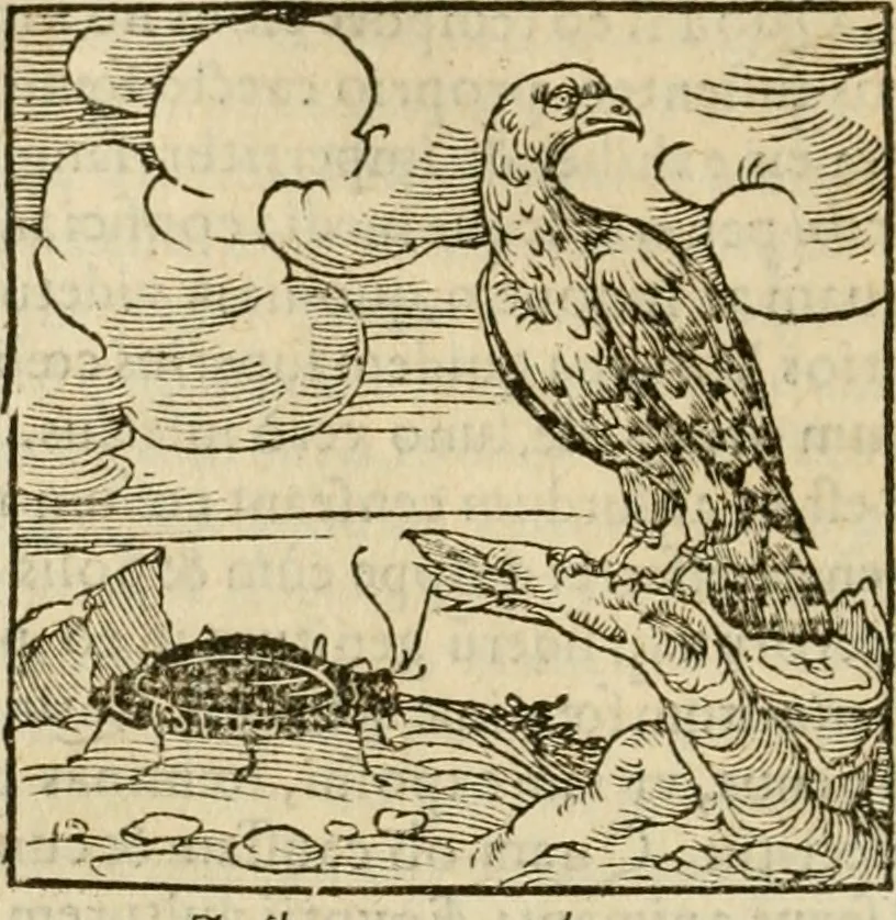 An illustration from Horou Apollonos neiloou Hieroglyphika = Ori Apollinis niliaci, De sacris notis & sculpturis libri duo, 1551, leaf 47