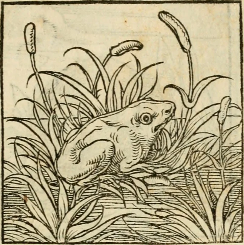 An illustration from Horou Apollonos neiloou Hieroglyphika = Ori Apollinis niliaci, De sacris notis & sculpturis libri duo, 1551, leaf 66