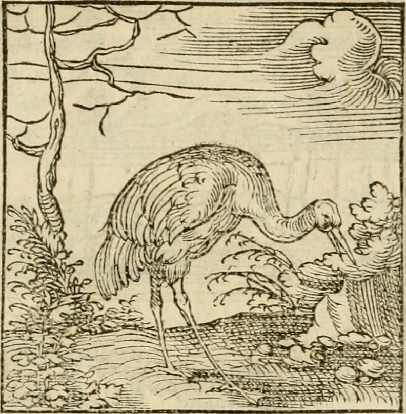 An illustration from Horou Apollonos neiloou Hieroglyphika = Ori Apollinis niliaci, De sacris notis & sculpturis libri duo, 1551, leaf 78