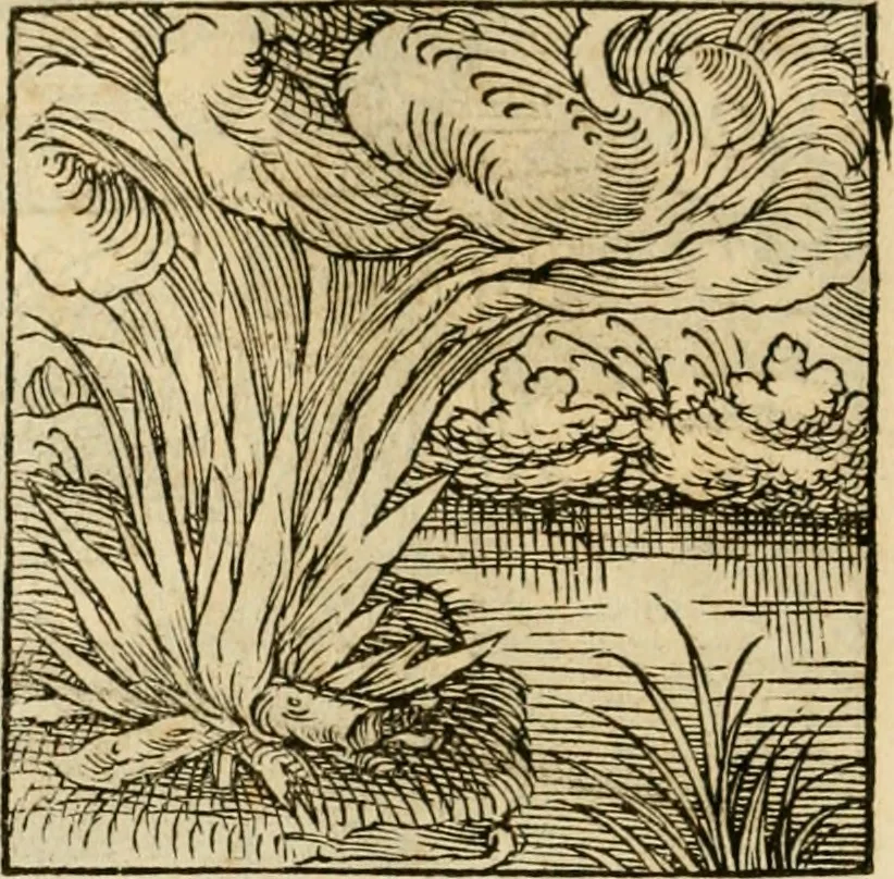 An illustration from Horou Apollonos neiloou Hieroglyphika = Ori Apollinis niliaci, De sacris notis & sculpturis libri duo, 1551, leaf 87