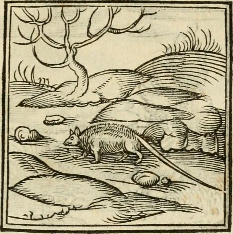 An illustration from Horou Apollonos neiloou Hieroglyphika = Ori Apollinis niliaci, De sacris notis & sculpturis libri duo, 1551, leaf 96