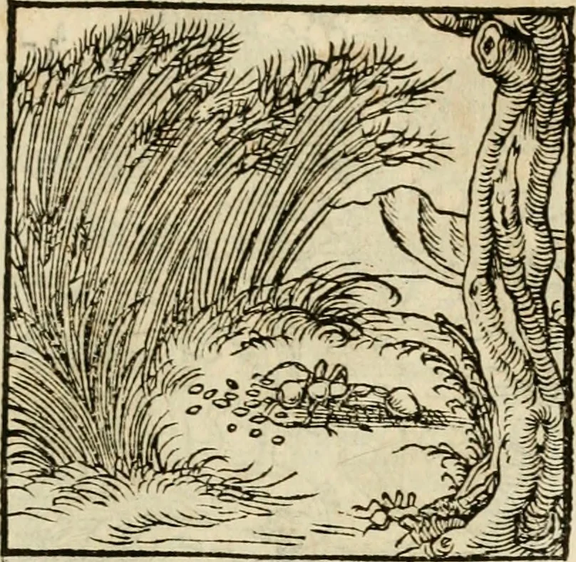 An illustration from Horou Apollonos neiloou Hieroglyphika = Ori Apollinis niliaci, De sacris notis & sculpturis libri duo, 1551, leaf 98