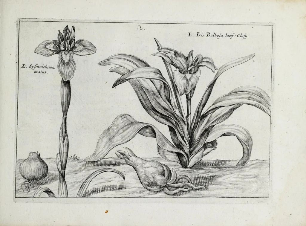 An illustration from Hortus floridus in quo rariorum & minus vulgarium florum icones ad vivam veramq[ue] formam accuratissime delineatae, et secundum quatuor anni tempora divisae exhibentur, 1614, leaf 107