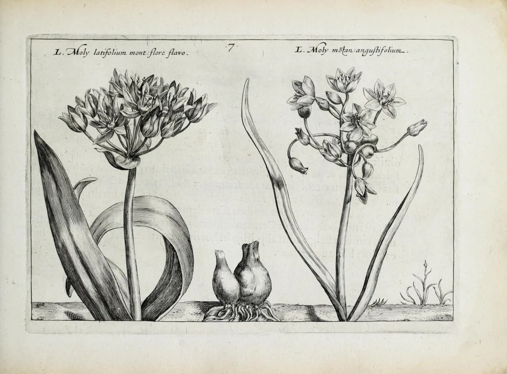 An illustration from Hortus floridus in quo rariorum & minus vulgarium florum icones ad vivam veramq[ue] formam accuratissime delineatae, et secundum quatuor anni tempora divisae exhibentur, 1614, leaf 111