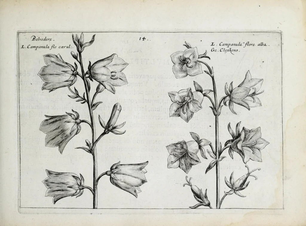 An illustration from Hortus floridus in quo rariorum & minus vulgarium florum icones ad vivam veramq[ue] formam accuratissime delineatae, et secundum quatuor anni tempora divisae exhibentur, 1614, leaf 125