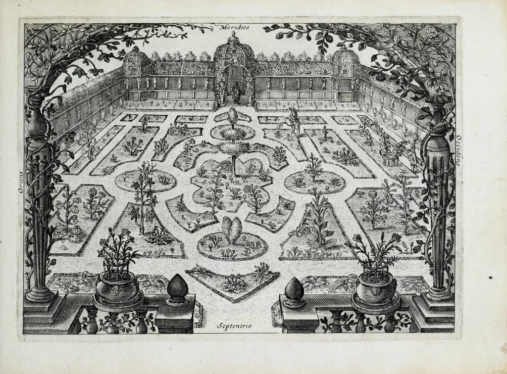 An illustration from Hortus floridus in quo rariorum & minus vulgarium florum icones ad vivam veramq[ue] formam accuratissime delineatae, et secundum quatuor anni tempora divisae exhibentur, 1614, leaf 145