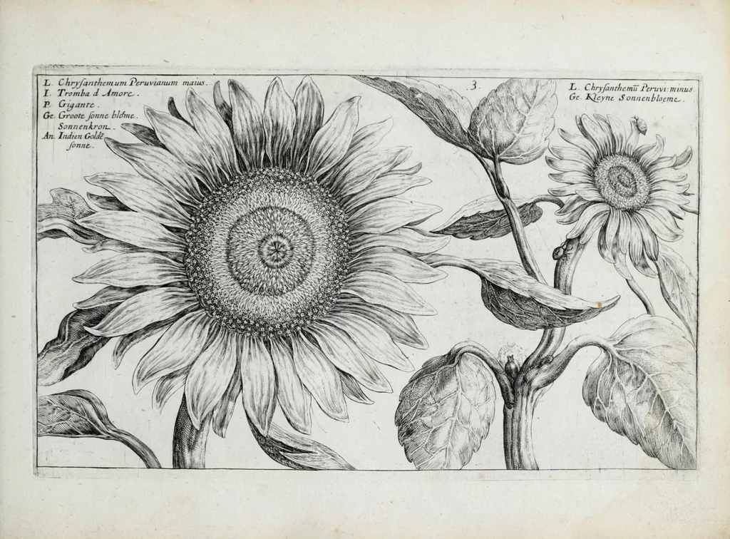 An illustration from Hortus floridus in quo rariorum & minus vulgarium florum icones ad vivam veramq[ue] formam accuratissime delineatae, et secundum quatuor anni tempora divisae exhibentur, 1614, leaf 151