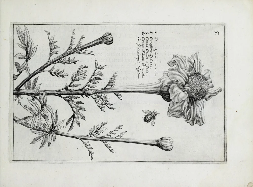 An illustration from Hortus floridus in quo rariorum & minus vulgarium florum icones ad vivam veramq[ue] formam accuratissime delineatae, et secundum quatuor anni tempora divisae exhibentur, 1614, leaf 155