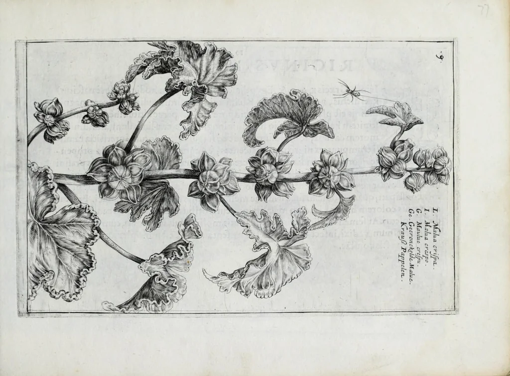 An illustration from Hortus floridus in quo rariorum & minus vulgarium florum icones ad vivam veramq[ue] formam accuratissime delineatae, et secundum quatuor anni tempora divisae exhibentur, 1614, leaf 163